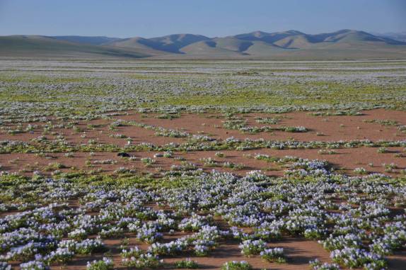 A linda imagem do deserto florido, entre Tacna e Arequipa, no Peru
